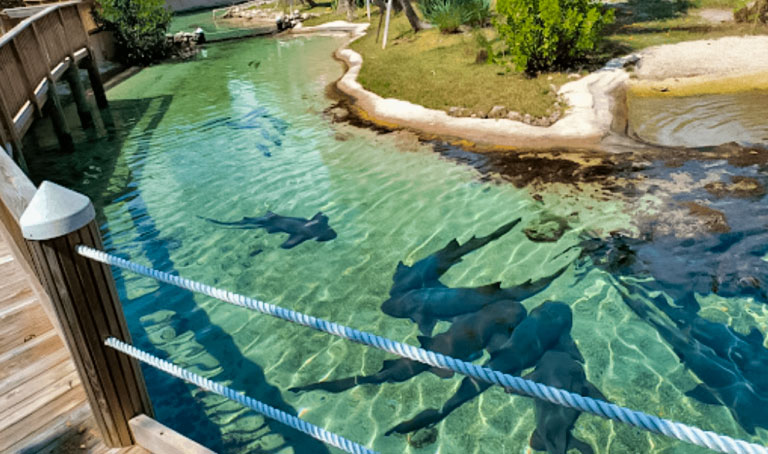 sharks in miami seaquarium