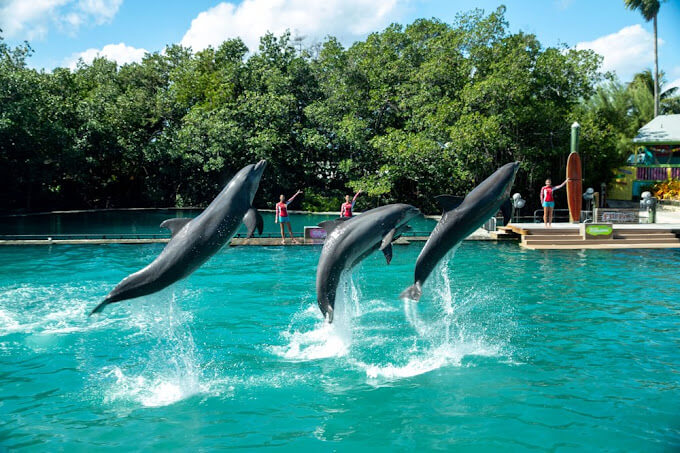 dolphins jumping and swimming in Miami