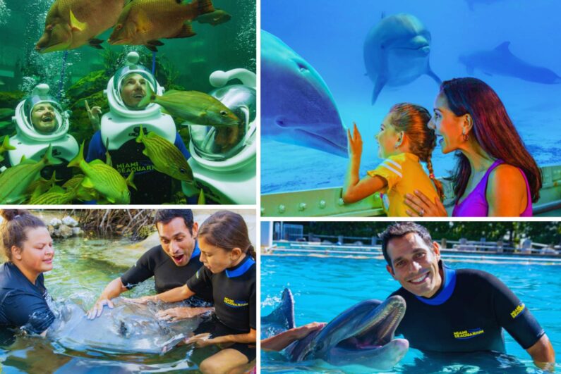 family activities in miami seaquarium