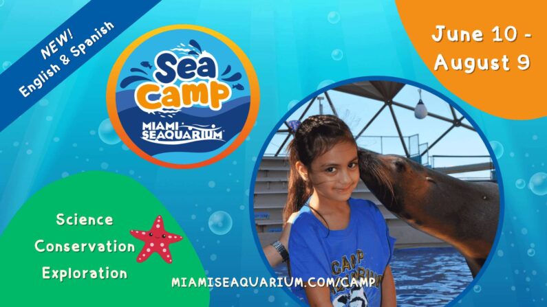 Advertising image of SEA SUMMER CAMP from Miami Seaquarium